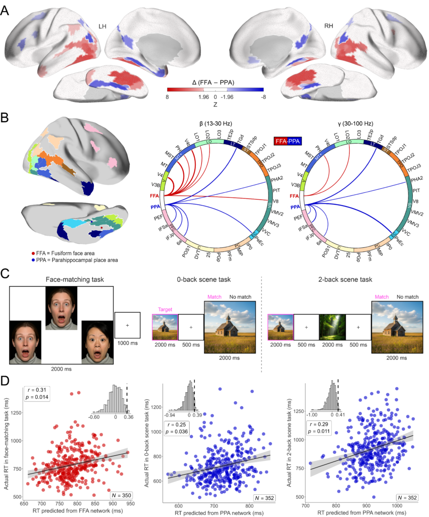 Figure: brain networks connected to the fusiform face area and parahippocampal place area from resting-state fMRI and MEG, the face and scene tasks, and how well each network predicted reaction times.
