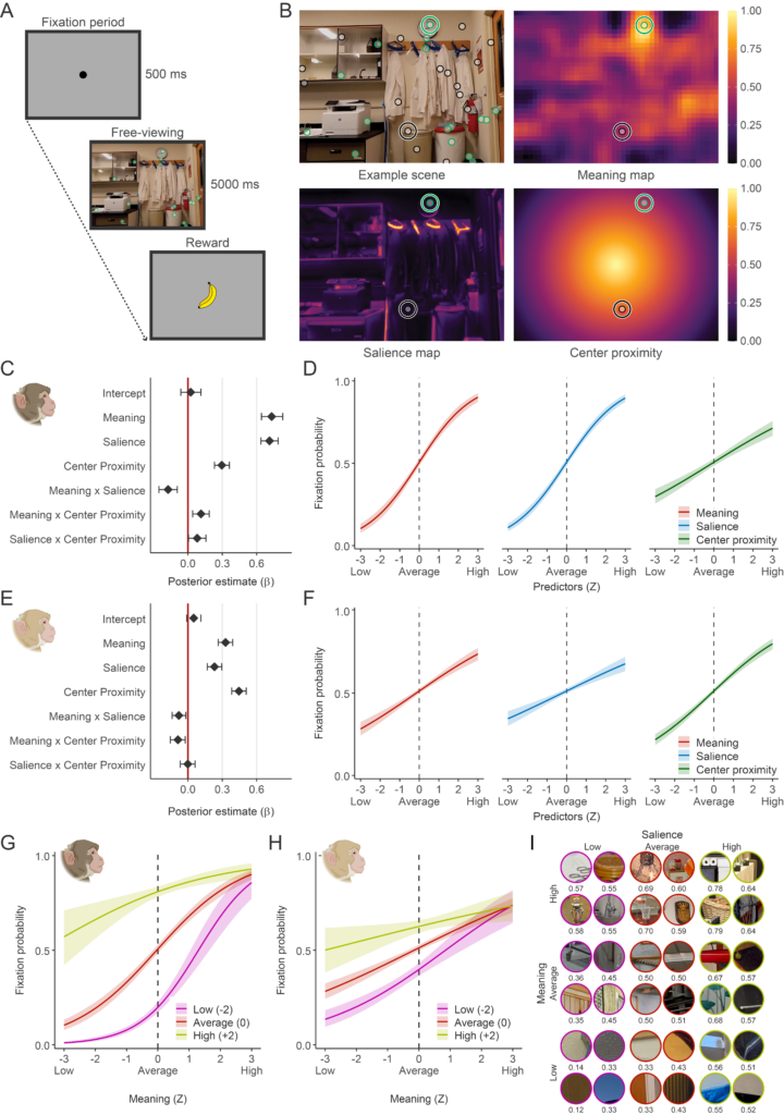 Figure: free-viewing task, an example scene with its meaning and salience maps, model estimates of where monkeys looked, and how meaning and salience combine, with example scene patches.